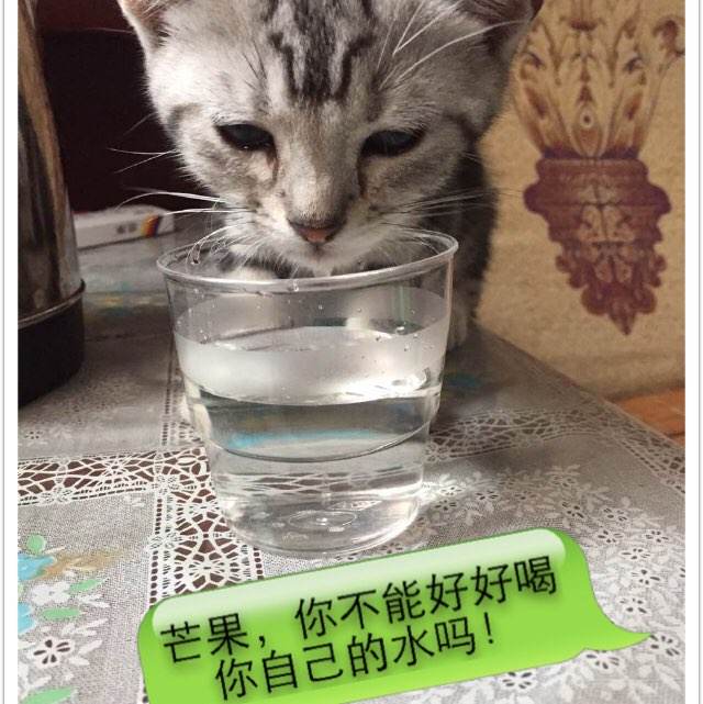 定制楚特莫考诺大学文凭